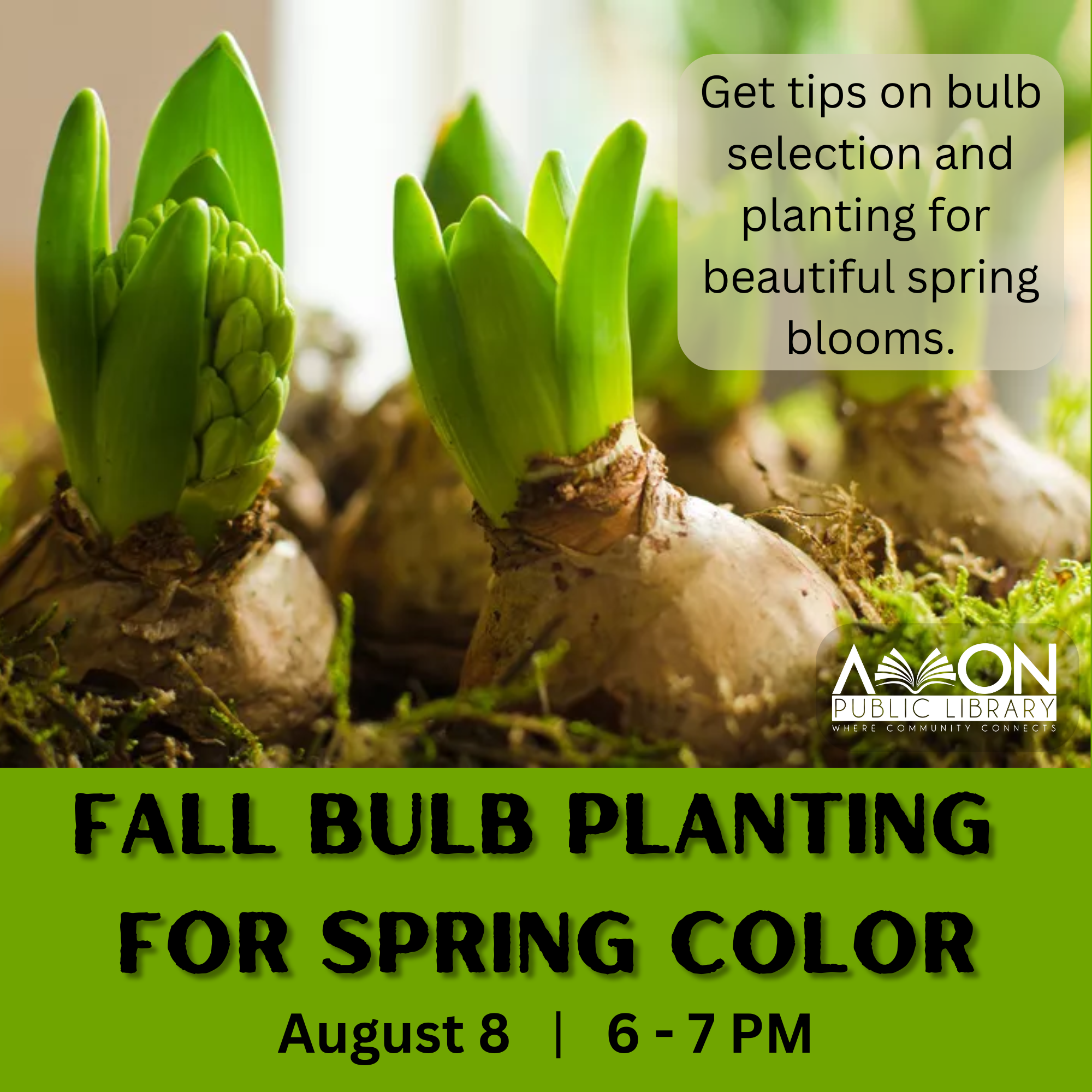 Fall bulb planting for spring color